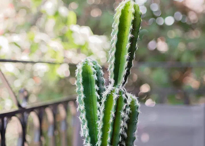 Apartamento Sonata *